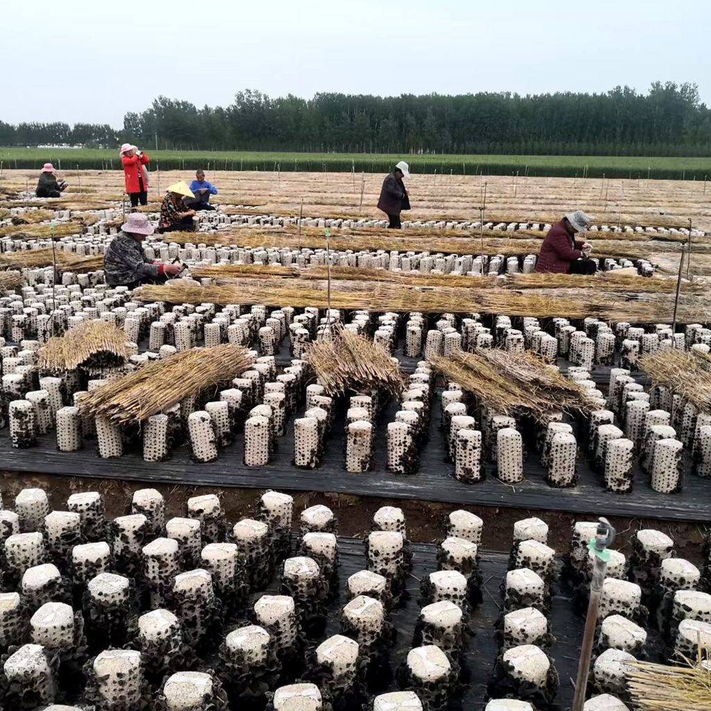 Special Black Fungus Mushroom Bags for Planting, Black Fungus Mushroom Sticks with Uniform Ear Production, Good Resistance, and High Yield Edible Mushroom Fungi