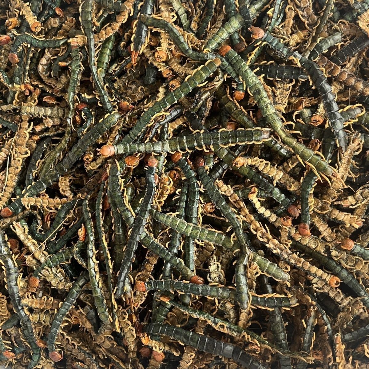Whole Centipede Centipede Pete Large Centipede Dried Whole Centipede Meat Without Bamboo Skewers Centipede Skin Powder Can Be Ground into Powder