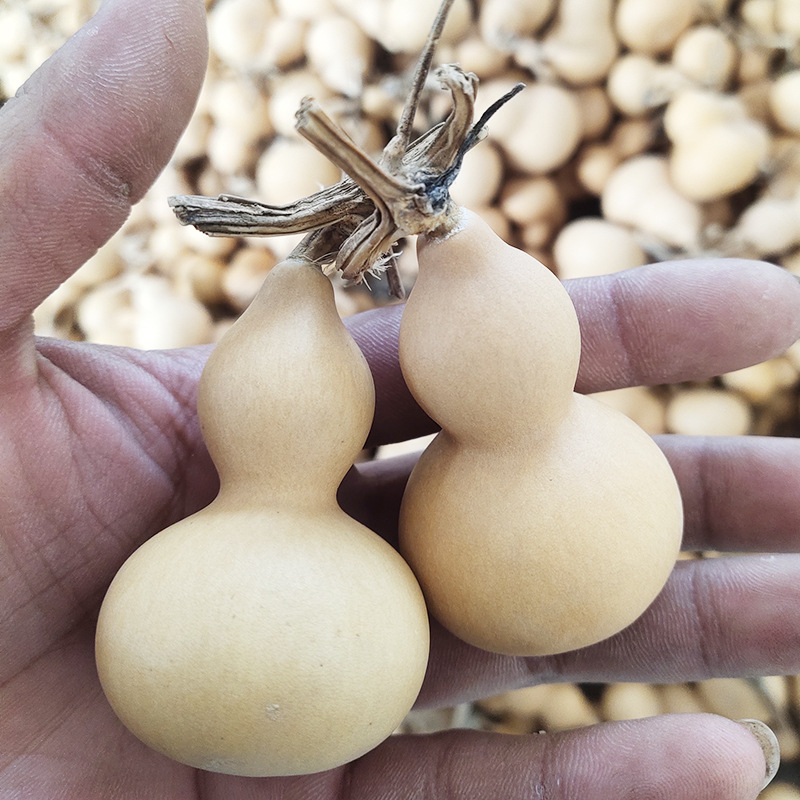 Hand-twisted American small gourd fine selection ornaments natural growth real gourd