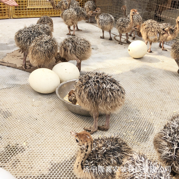 Где купить саженцы страуса, цены на откладывающих яиц страусов, цены на саженцы яиц страуса, технологии разведения живых страусов