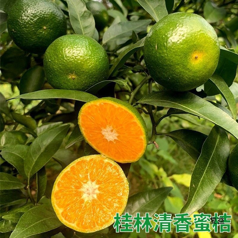 [Кислый вкус] Фуцзяньские апельсины, свежесобранные зеленокожие, сладкие и кислые, тонкокожие мандарины, подходят для беременных