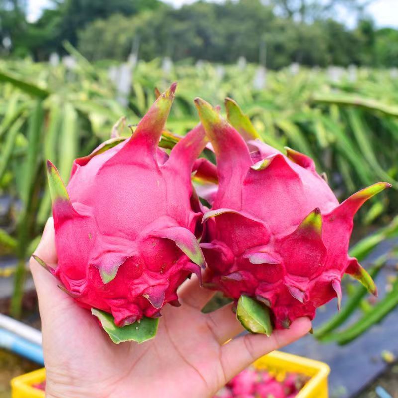 Jindu No. 1 Red Dragon Fruit Whole Box Seasonal Freshly Picked Red Flesh Treasure Fresh Fruit Free Shipping Wholesale