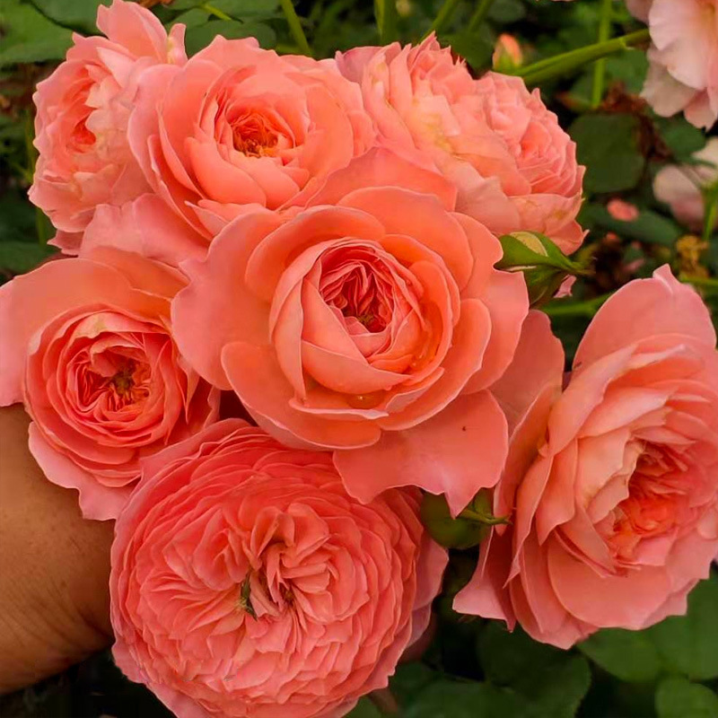 Dropshipping Bell Fairy Multi-Flower Blooming All Year Round Balcony Potted Indoor Rose Seedlings European Rose Rose