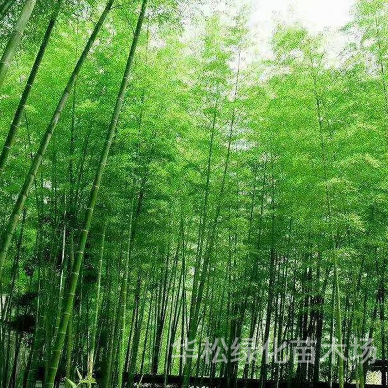 Саженцы бамбука, зеленый бамбук, фиолетовый бамбук, золотой инкрустированный нефритовый бамбук, садовые растения, вечнозеленые горшечные растения в любое время года, декоративные зеленые саженцы бамбука