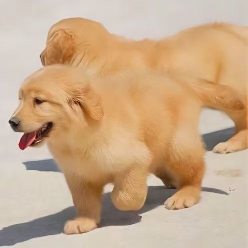 Purebred Golden Retriever Puppy Live Animal Pet Dog Double-Breed Large-Frame Guard Dog Large Breed