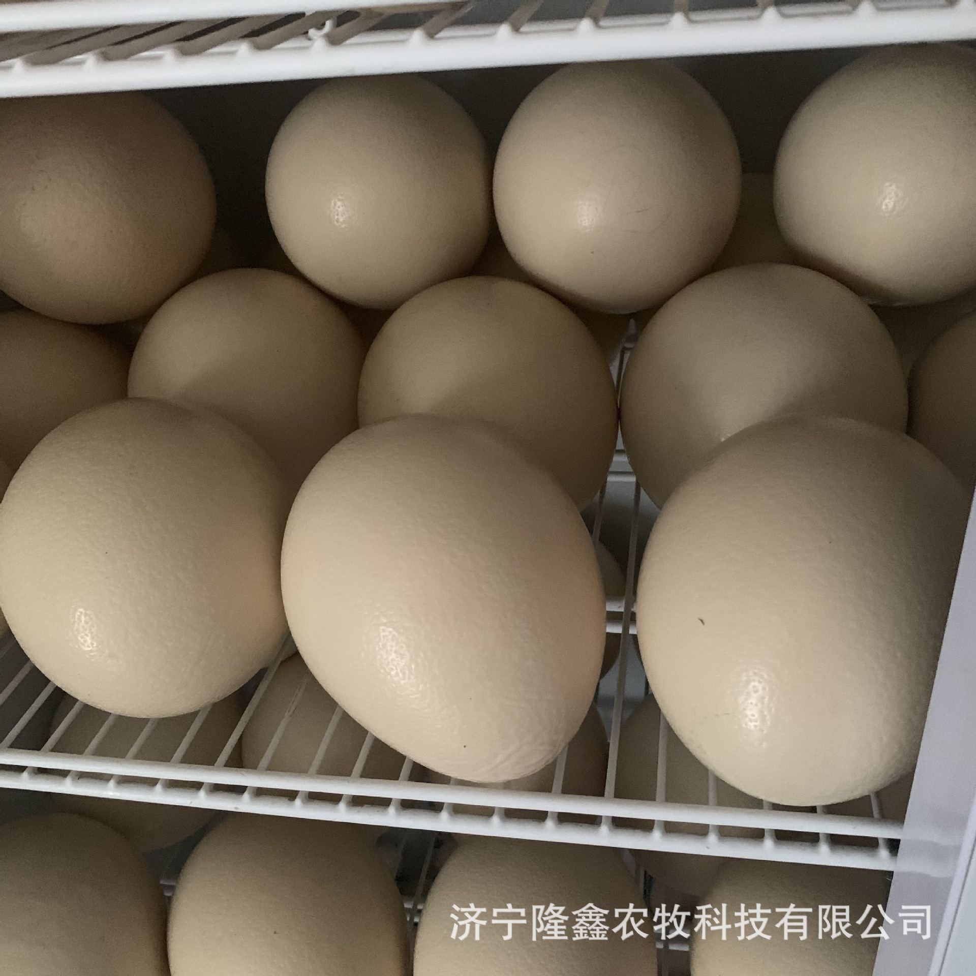 Supply of Fresh Edible Ostrich Eggs, Gift Box Ostrich Eggs and Ostrich Meat, Holiday Gifts, Employee Benefits Ostrich Eggs