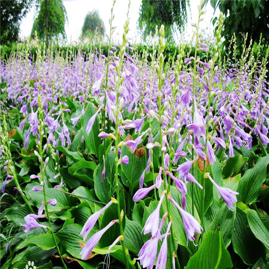 Hosta Flower Seedlings, Purple Flower Hosta Roots, White Flower Hosta, Municipal Greening Grass Flower, Hosta Flower Blooms in the Same Year and Is Easy to Survive
