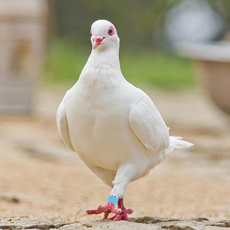 Cross-border large non-word identification ring pigeon foot ring color clasp pigeon supplies plastic 10 color wide type