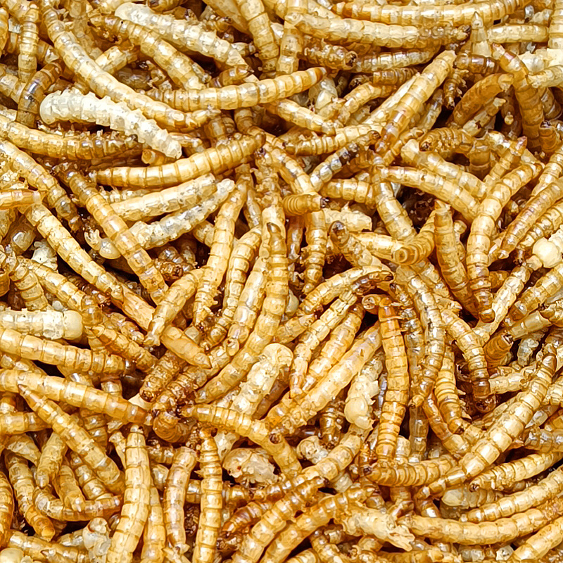 Wholesale Pet Supplies, Dried Yellow Powdered Insects, Dried Bread Insects, Bird Food, Chinchillas, Hamster Snacks, Insect Pet Snacks