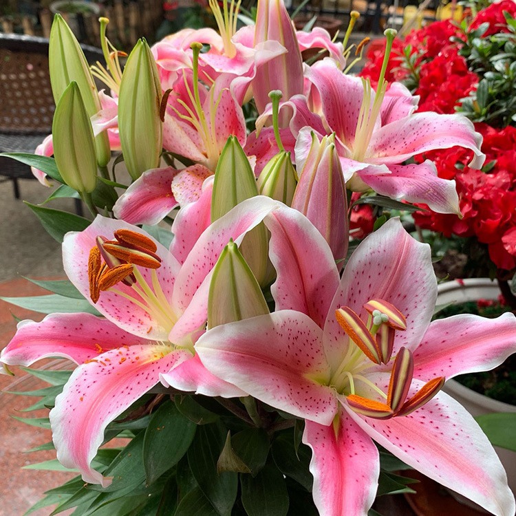 Оптовая продажа луковиц лилий с бутонами, легко растущие семена для всех сезонов, зеленые луковицы, горшечные растения лилий