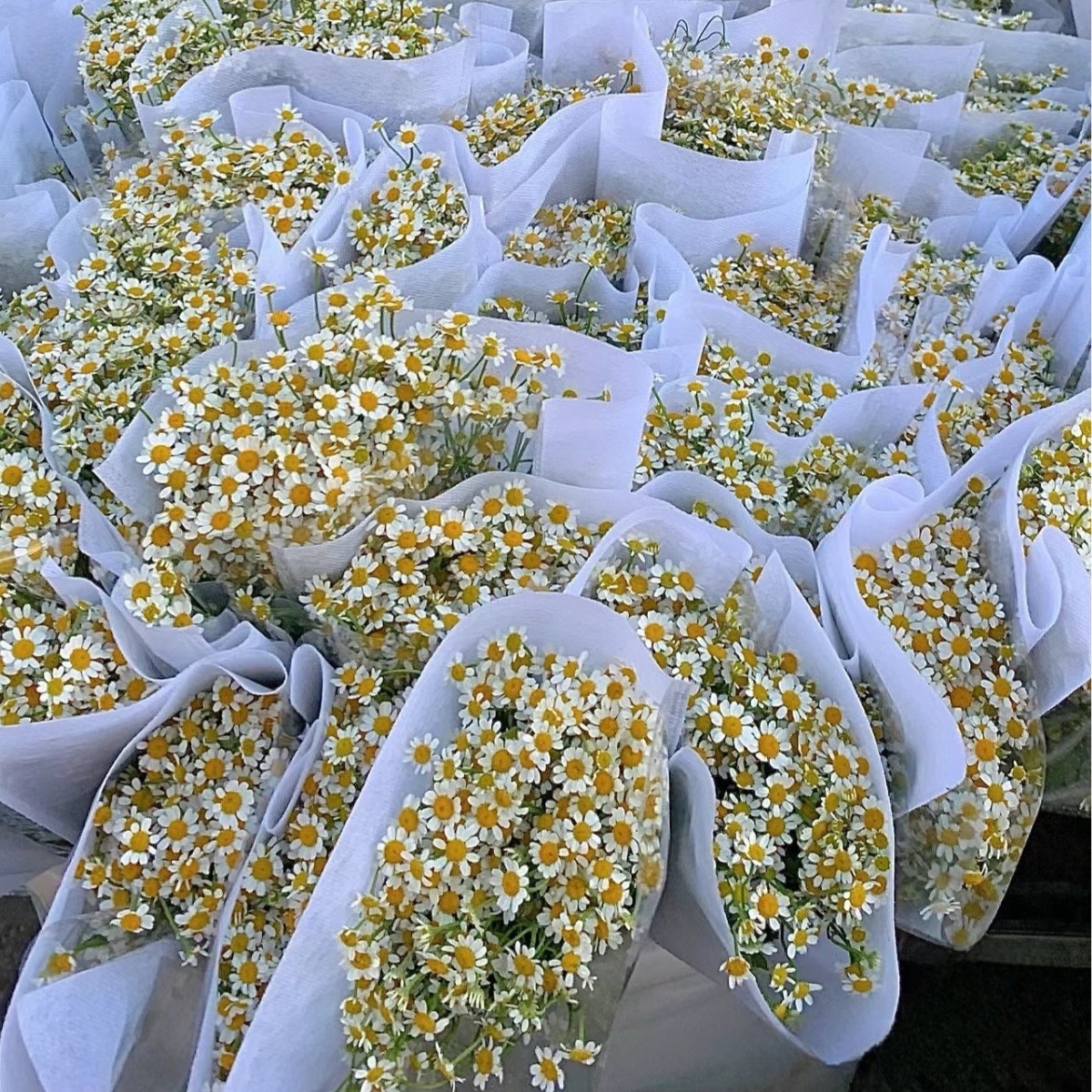 Yunnan Base Chamomile Water-Cultivated Flowers Wholesale Fresh Cut Flowers Indoor Flower Shop Wedding Bouquets and Holiday Bouquets