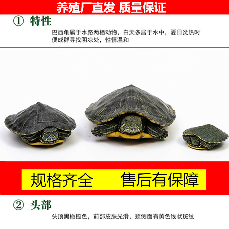 Source Factory Live Tortoise Brazilian tortoise seedling farm wholesale outer pond red-eared pet tortoise size live turtle