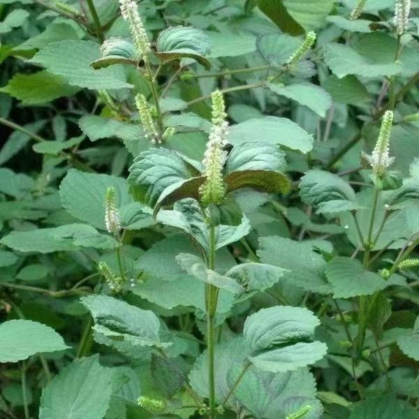 Grey Perilla Semen moon cake stuffing bulk wholesale perilla seed a generation of hair