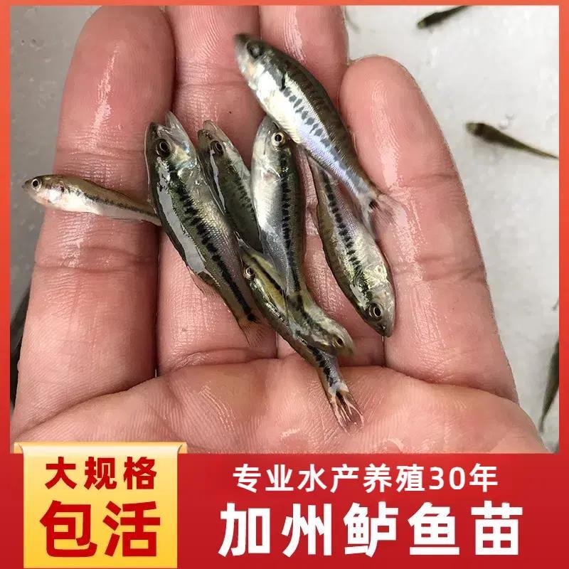 California Bass Fry Freshwater Cultured Large Bass Luya Large Mouth Black Bass Excellent Bass Cultured Fry