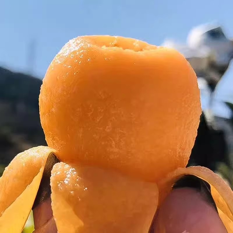 Yunnan Mengzi Sweet and Sour Loquat 2.5kg Fresh Fruit Picked in Season for Pregnant Women and Children, Changhong Pipa with Sweet and Sour Taste