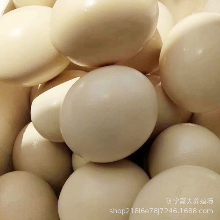 How Much Is a Fresh Ostrich Egg? How Many Ostrich Eggs Are There? Is Ostrich Meat Delicious?