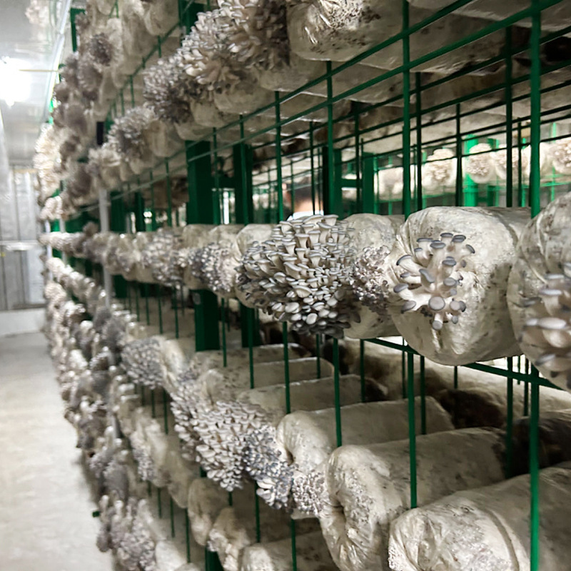 Flat Mushroom Spawn, Pleurotus Eryngii Spawn, Mushroom Spawn Bags, Pleurotus Eryngii Spawn Bags, Mushroom Spawn Bags, Direct Sales from the Manufacturer, Spawn Sticks, Low Temperature Resistant