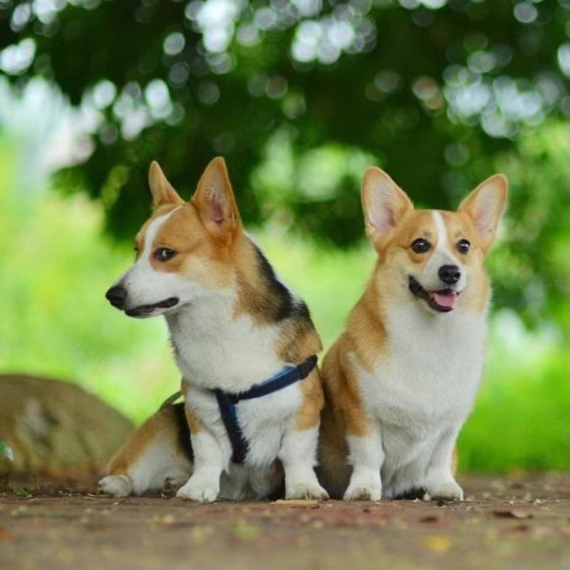 Purebred Corgi Live Puppy Puppy Small Short Legs Peach Butt Corgi Pet Live Dog Corgi Small Size Dogs Live Animal