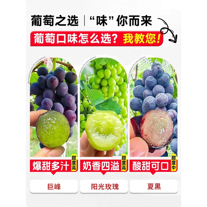 Kyoho Grape Seedlings Sunshine Rose Summer Black Grape Seedlings with Leaves for Planting in the South and North Potted Courtyard Climbing Vines