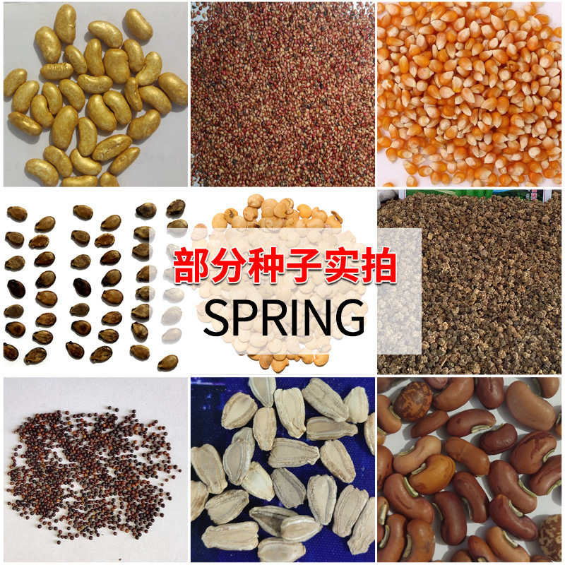 Wholesale Four Seasons Spring, Summer and Autumn Vegetable Seeds Melon and Fruit Seeds Balcony Potted Farmland Vegetable Garden Vegetable Seeds Collection