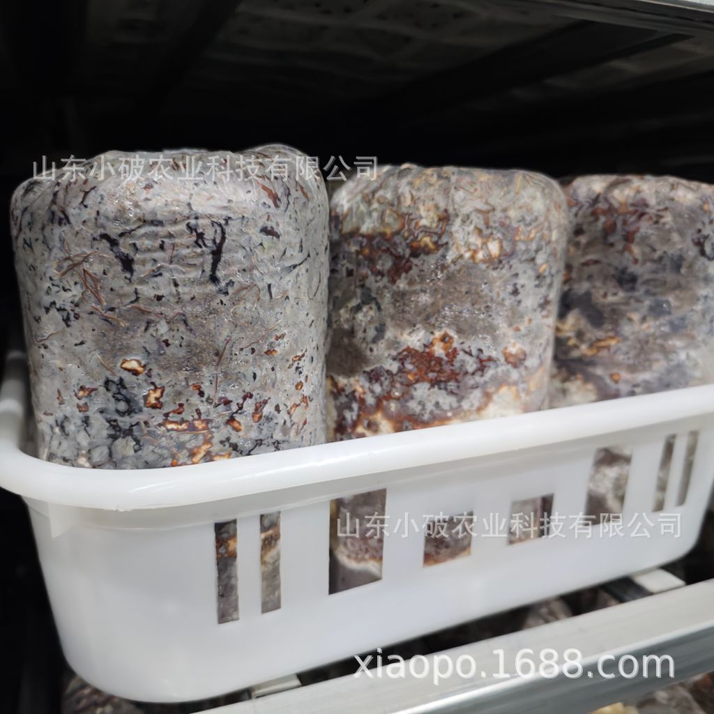 The Vitality of the Agaricus Blazei and Gastrodia Elata Strains Is Strong, Their Adaptability Is Wide, They Are Easy to Cultivate, and They Are High-Yielding and Stable Edible Fungi Strains Specifically for High-Yield Cultivation