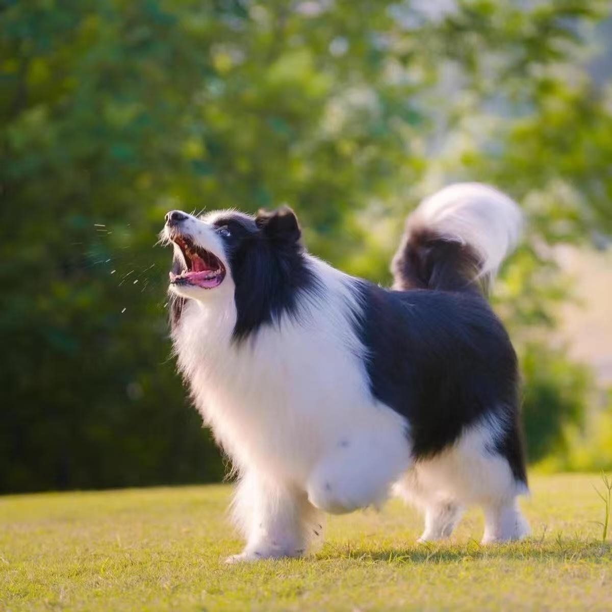 Purebred Border Collie Live Dog Medium Dog Puppy Live Dog Black and White Meteorite Border Collie Puppy Puppy Live Animal