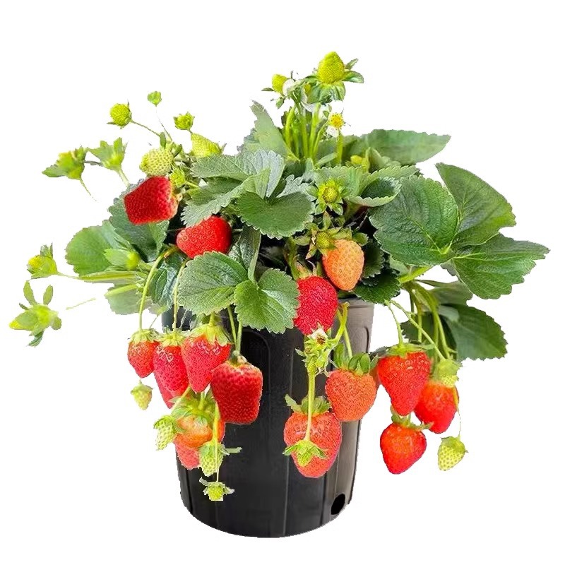 Spring Super Big Dandong 99 Strawberry Seedlings Potted Giant Xuanyu Cream Strawberry Seedlings New Seedlings Original Soil Original Pot