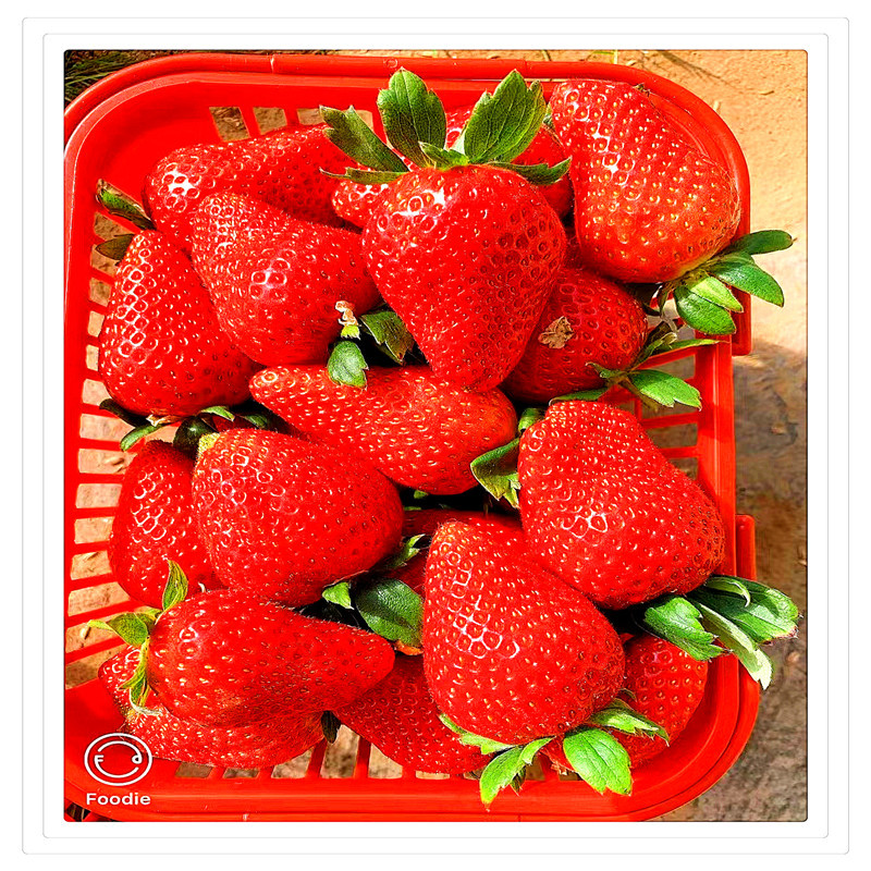 Саженцы клубники Miaoxiang № 7, устойчивые к болезням, высокоурожайные, сорта южного региона Miaoxiang