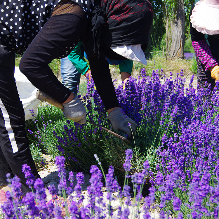 Xinjiang Yili Manufacturer Supplies Lavender Dried Flower Sachets, Sachets Filled with Sleep Aid, Car Wardrobe Wholesale Fragrance