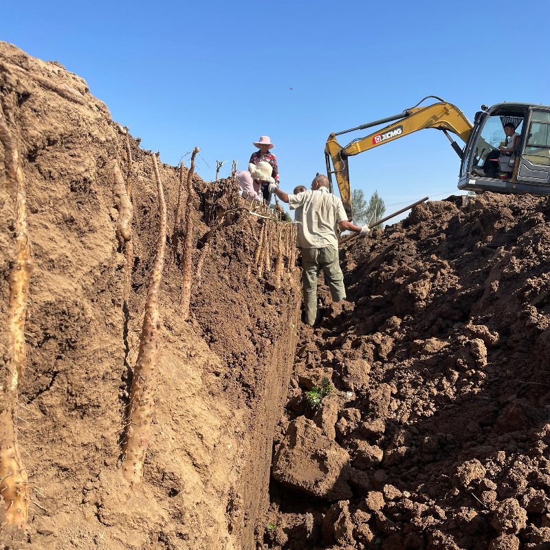 Gift Box of Iron Stick Yam from Wenxian, Jiaozuo, Henan, a Specialty for Mid-Autumn Festival Gifts, Wholesale Dropshipping of Lu-Tu Huai Yam
