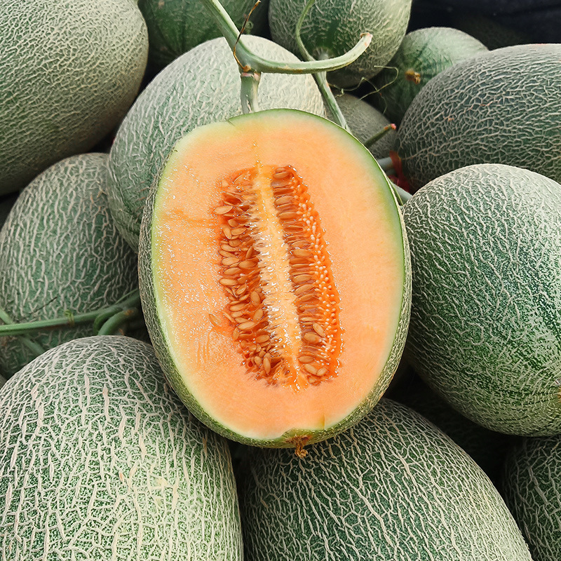 Shandong Hami Melon, Xichou Honeydew Melon, Fresh Fruit, Whole Piece, Free Shipping, Fresh Honeydew Melon, One Piece Drop Shipping