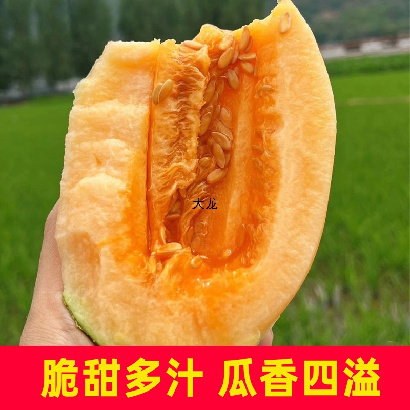 Свежая фруктовая коробка хами дыни Синьцзян, полная коробка, сезонная дыня Тургут, дыня медовая Сицзоу 4кг, большая упаковка