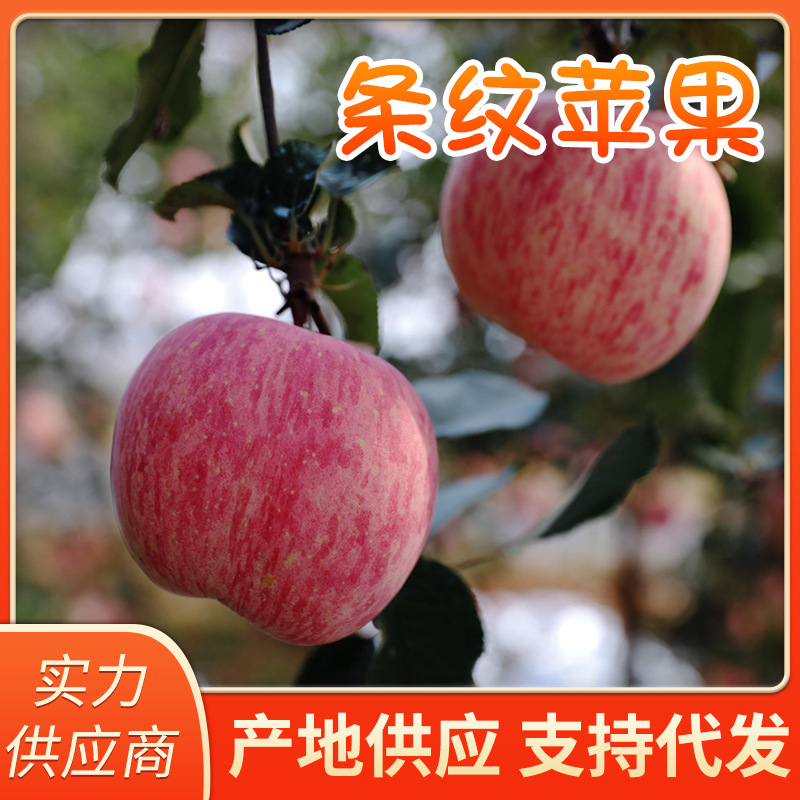 [Available All Year Round] Yantai Apple Stripesd Red Fuji Seasonal Fresh Fruit Wholesale Gift Box