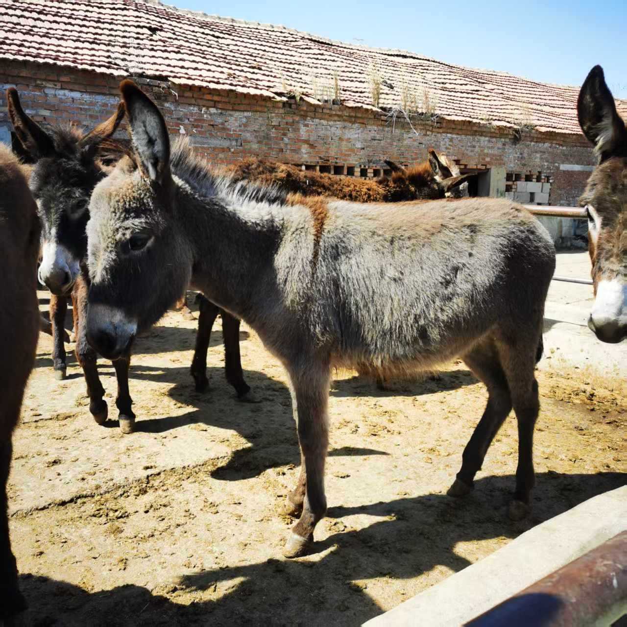 Live Pet Mini Donkey for Viewing and Riding, Donkey Pulling Cart, Small Donkey for Scenic Spots and Manor House, Small Donkey Exhibition for Sale