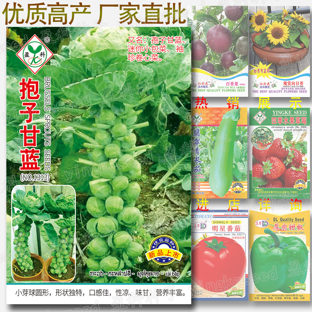 About 100 Brussels Sprout Seeds, Brussels Sprout Seeds, Vegetable Seeds, Purple Brussels Sprouts, Brussels Sprouts