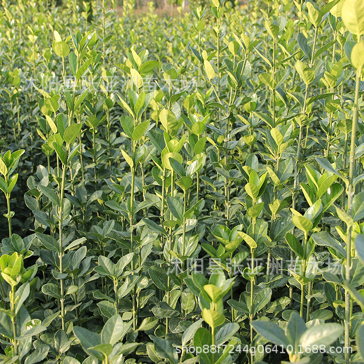 Hokkaido Boxwood Holly Wall Park Hedge Plant All Year Round Evergreen Greening Seedlings Large Leaf Boxwood Wholesale