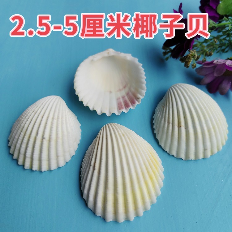 Natural White Shell DIY Handmade Painting Graffiti Wall Hawaiian White Fan Shell Wholesale