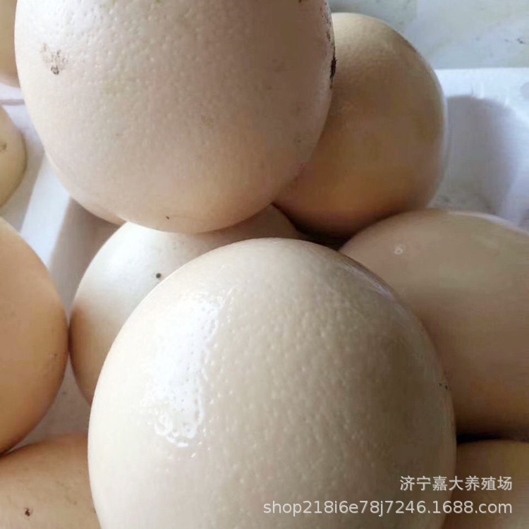 Ostrich Eggs for Sale Ostrich Eggs Wholesale Edible Fresh Ostrich Eggs for Gift Giving Ostrich Eggs with Gift Box Ostrich Breeding