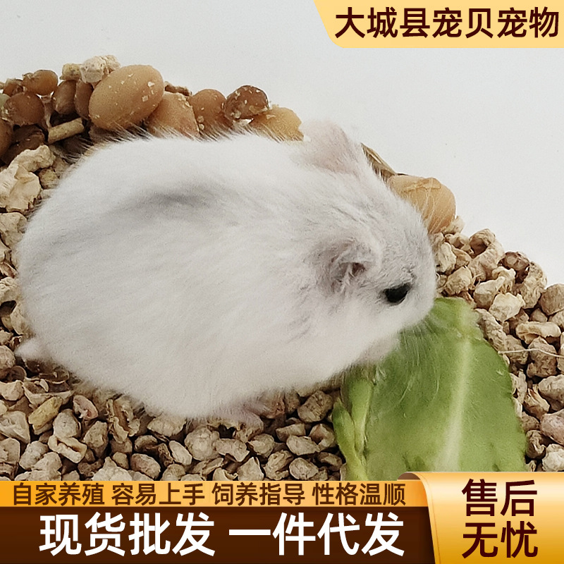 Pet Hamster Live Animal Pet Silver Fox Pudding Three-Line Purple Hamster Stall Set Small Pet