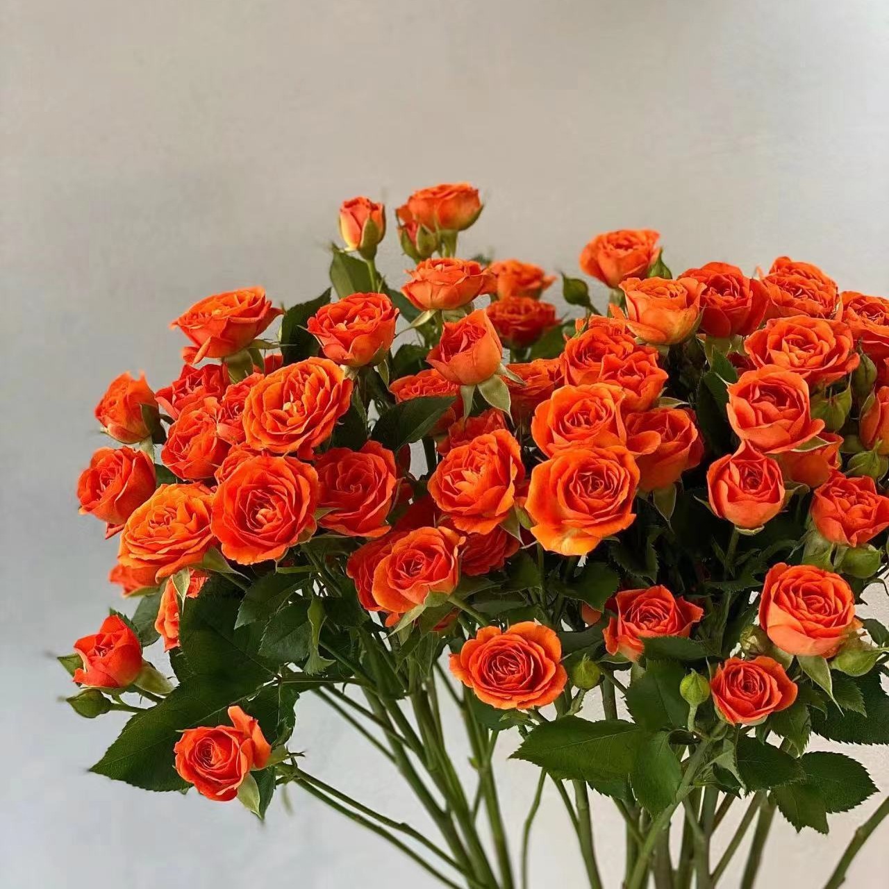 Rose Flowers Wholesale Yunnan Kunming Flowers Direct Batch National Day Wedding Flower Shop Stalls to Give Away Community Group Purchase Fresh