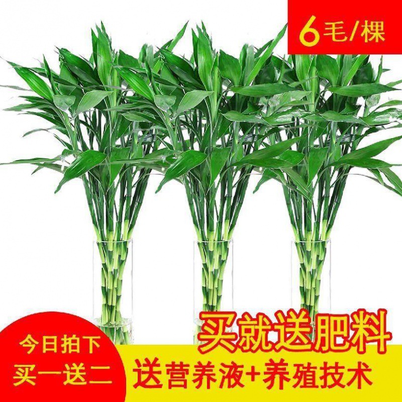 Счастливый бамбук, гидропонное растение, тонкий бамбук с питательным раствором, комнатное зеленое растение для очистки воздуха, бесплатная доставка