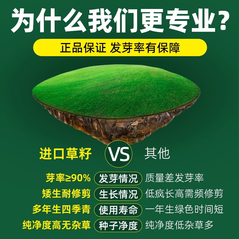 Four Seasons Green Grass Seed Greening Project Grass Seed Dog Tooth Lawn Seed Slope Protection Tall Fescue Greening Rye Grass