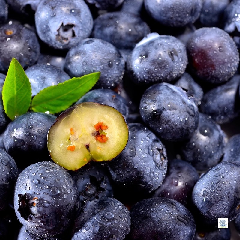 Yunnan Floral Alpine Blueberry Fresh Fruit Seasonal Fruit Branch L25 Whole Extra Large Fruit 15mm + Sf Free Shipping