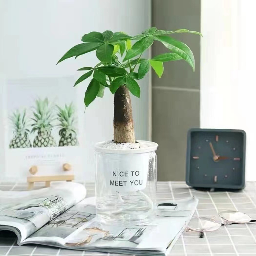 Green dill rich tree asparagus fleshy flower potted plant indoor mint rich bamboo hydroponic small green plant to feed well