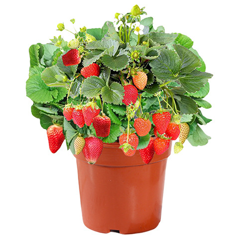 Cream Strawberry Seedlings Potted with Soil and Potted Red Seeds Edible Four-Season Balcony Planting New Seedlings Results