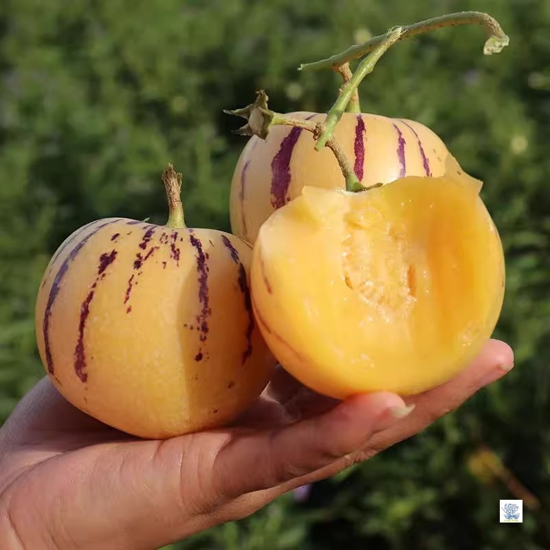 Authentic Yunnan Shilin Ginseng Fruit, Fresh Fruit, Ripe Yellow Flesh Round Fruit on the Tree, Freshly Picked and Shipped in the Season, Free Shipping in the Whole Box