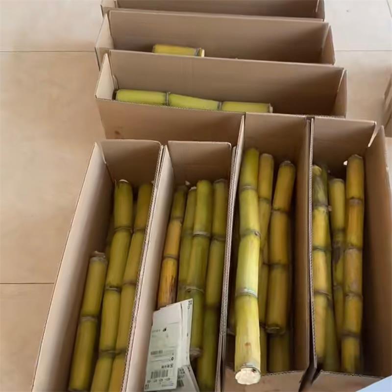 Yunnan Golden Sugar Cane Fresh Fruit Sweet Yellow Peel Mandarin Sugar Cane Free Shipping Seasonal Sugar Cane Drop Shipping