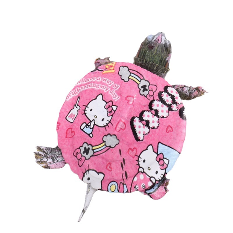 The stall wholesale colorful little turtle pet living creature color small grass turtle colorful viewing Brazilian turtle small color turtle