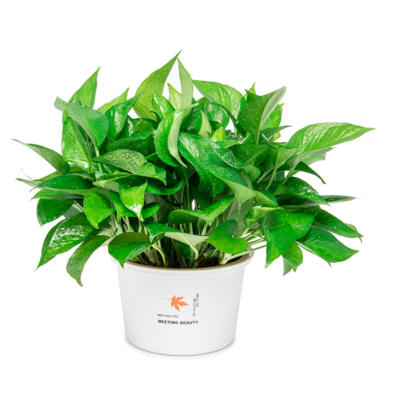 Green Radish Hydroponic Wholesale Potted Plants Indoor Easy to Grow Green Radish Green Basket Plant Large Leaf Green Radish 180 Green Basket