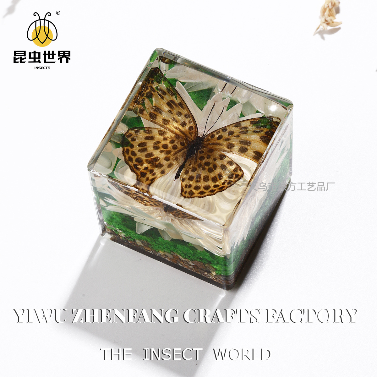 Amazon Cross-Border Foreign Trade Real Animal Specimens Unique Insect Ornaments Kindergarten Observation Objects Micro Landscape